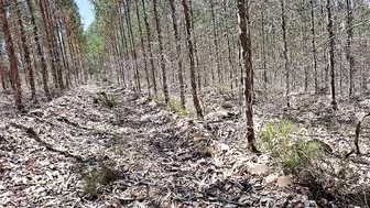 Camping With Stepmother In The Woods