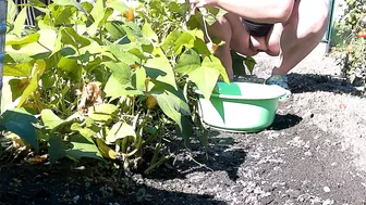 Beans Harvest