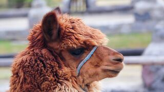 Alpaca - Animals Of The Earth - Let's Save The Animals