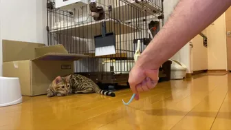 Leopard Pussycat Plays Hard… I've Never Seen Such Intense Play Before