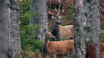 Moose - Animals Of The Earth - Let's Save The Animals