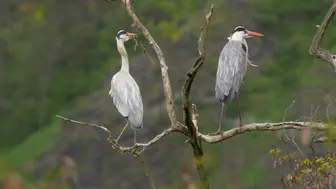 Grey Heron - Animals Of The Earth - Let's Save The Animals